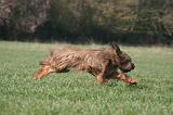 BRIARD 131